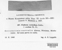 Cladonia cervicornis image